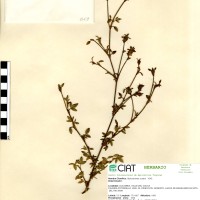 57 herbarium