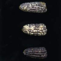 CIMMYTMA 18964 BOZM 1466 TC22U-2903-61 E.jpg