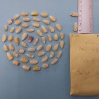 CIMMYTMA 7642 - Reference inventory.jpg