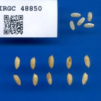 IRGC 48850 Seed Photo