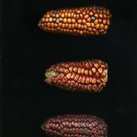 CIMMYTMA 24896 PERU 395 TC24U-2903-278 E.jpg