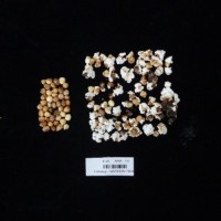 Popped and not popped comparison labeled.jpg