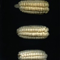 CIMMYTMA 32193 JUN. 539 TC19U-2902-118 E.jpg