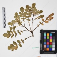 CIP 761429_OCHS 12062_01.jpg