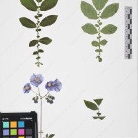 CIP 761053_OCHS 11865_05.jpg