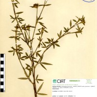 65 herbarium