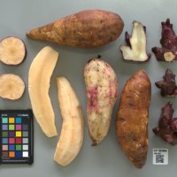 CIP 205004 (root).jpg