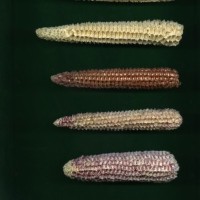 CIMMYTMA 965 CRIC 227 AF18A-0903-75 C.jpg