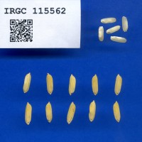 IRGC 115562 Seed Photo