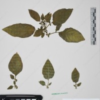 CIP 760424_HHA 6450_02.jpg