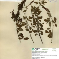 13158 herbarium