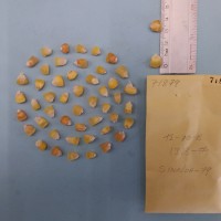 CIMMYTMA 7187 - Reference inventory.jpg