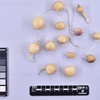 CIP 761235_OCHS 11614_igf_T(i).jpg