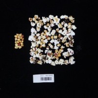 Popped and not popped comparison labeled.jpg