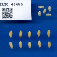 IRGC 46486 Seed Photo