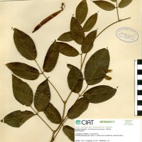 15458 herbarium