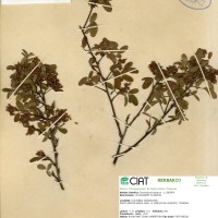 3456 herbarium