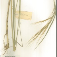 IRGC 92873 Herbarium