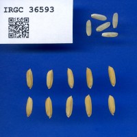IRGC 36593 Seed Photo