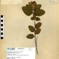 23132 herbarium