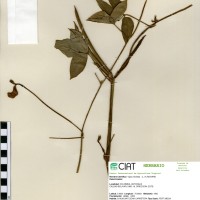 4126 herbarium