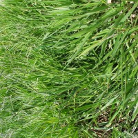 Urochloa decumbens 14786-full plant.JPG