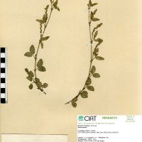 881 herbarium