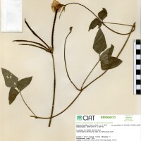 940 herbarium