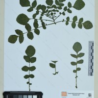 CIP 760807 herbarium