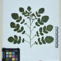 CIP 760540 herbarium