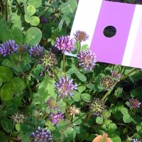 Trifolium rueppellianum_952 (9).jpg