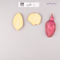 CIP 440151 (root).jpg