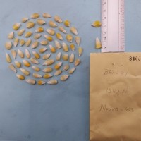 CIMMYTMA 8460 - Reference inventory.jpg