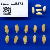 IRGC 115372 Seed Photo