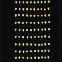 CIMMYTMA 10889 BRAZ 114AR AF22A-0903-147 K_compress.jpg