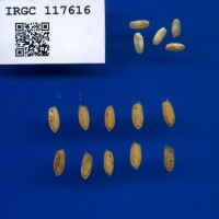 IRGC 117616 Seed Photo