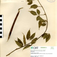 15734 herbarium