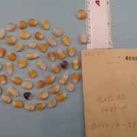 CIMMYTMA 6088 - Reference Inventory.jpg