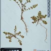 CIP 760767 herbarium