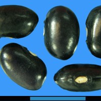 G2500 seed.jpg