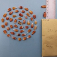 CIMMYTMA 7653 - Reference inventory.jpg