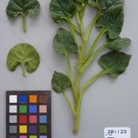 CIP 201123 Herbarium