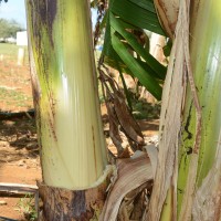 6.2.5 - Main underlying colour of the pseudostem (2018)