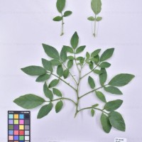 CIP 761100_FB 5064_clv_H(i).jpg