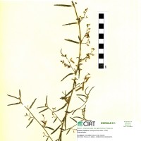 17859 herbarium