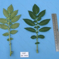 CIP 761585 Leaf