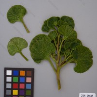 CIP 201060 Herbarium