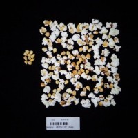 Popped and not popped comparison labeled.jpg