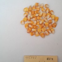 CIMMYTMA 4578 - Reference Inventory.jpg