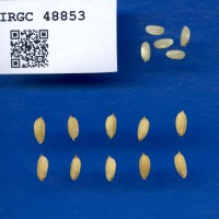 IRGC 48853 Seed Photo